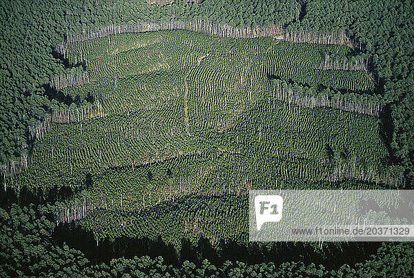 An aerial view of a clearcut section of forest  Alaska  USA.