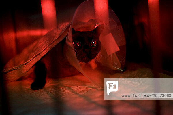 A cat wearing a Elizabethan collar with a red light to keep him warm rests at a Pet Hospital in Condesa  Mexico City  Mexico