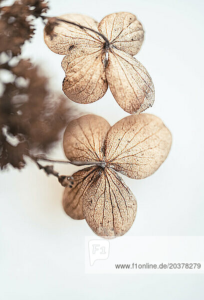Close up of dried brown petals on hydrangea flowers in winter.