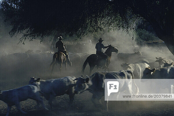 Ranchers with cattle  Obregon  Mexico.