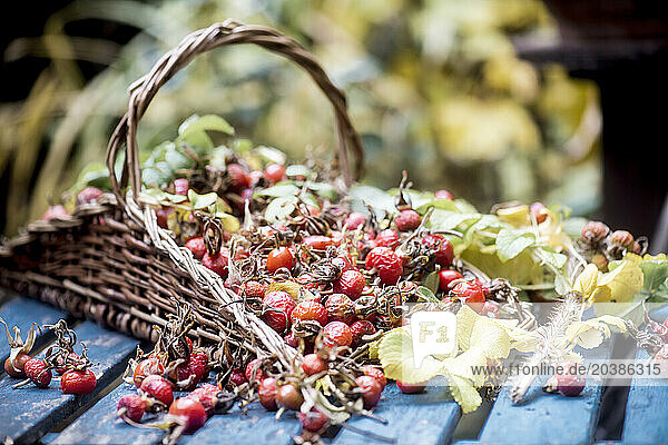 Red rose hips in wicker basket on table