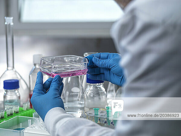 Scientist examining medical sample in cell culture flask at laboratory