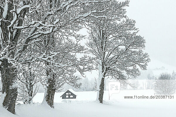 Austria  Salzburger Land  Altenmarkt  Secluded hut in winter landscape