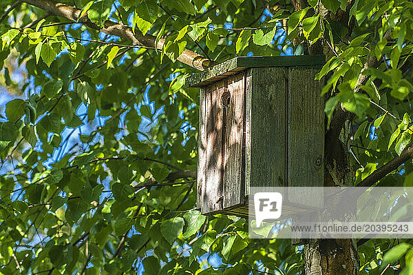 Europe, France, jardin en Nouvelle Aquitaine, nichoir pour oiseaux dans un bouleau