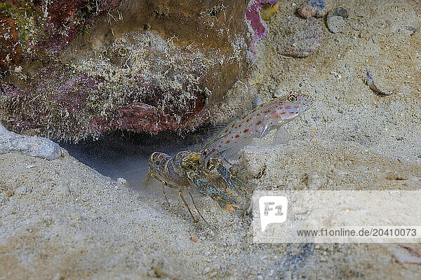 The silverstreak shrimpgoby, Ctenogobiops maculosus, has a symbiotic relationship with the Alpheid worker shrimp. The two share a burrow that the blind shrimp maintains while the goby watches for predators. Yap, Micronesia.