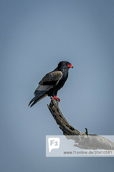 Bateleur on branch under clear blue sky
