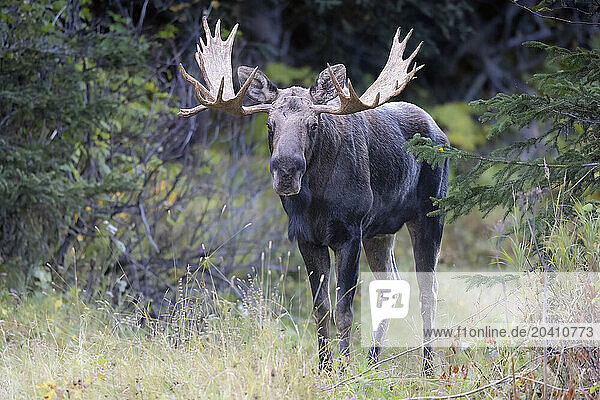 1,34803597HighRes,Alarmanlage,Alaska,Alces alces