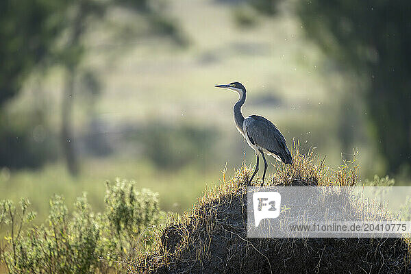 Grey heron on termite mound in sunshine