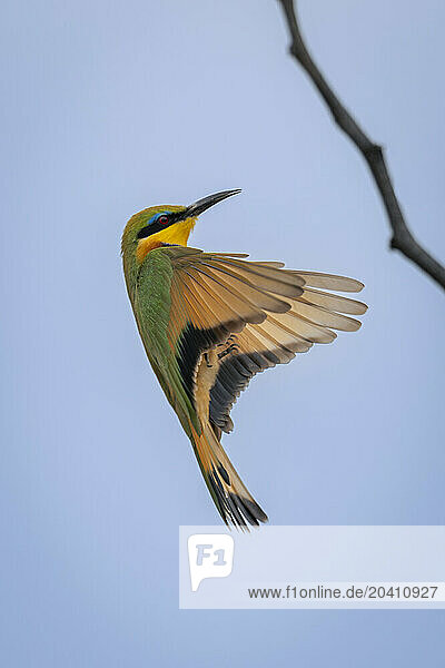 Little bee-eater flies towards thin dead branch