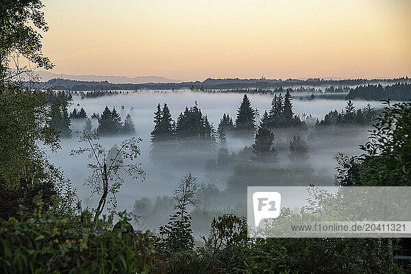 Fog amomg the trees at Sunrise in the Pacific Northwest. Olympic Mountains in the background.