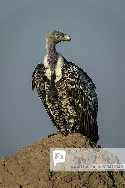 Ruppell vulture on termite mound turning head