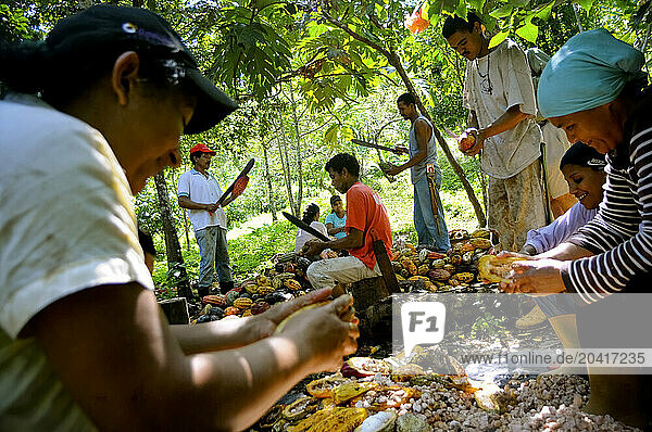 Several workers slice open cacao pods (Theobroma cacao) by hand in Choroni, Venezuela.
