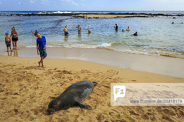 A boy admiring an endangered Munk Seal.