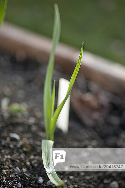 Organic garlic sprouts from the ground in a raised garden bed in a Seattle, Washington garden.