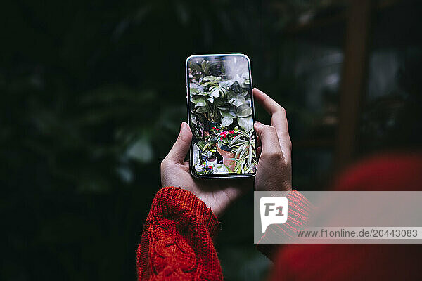 Hands of young woman taking photo with smart phone