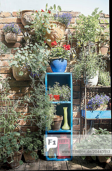 Austria Â SalzburgerÂ Land Â AltenmarktÂ imÂ Pongau Â Potted plants  bottles and blue shelves by brick wall in summer garden
