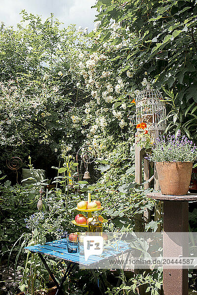 Austria  Salzburger Land  Altenmarkt im Pongau  Apples on cakestand in lush summer garden