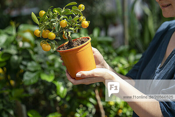 Hands of woman examining Calamondin flower pot