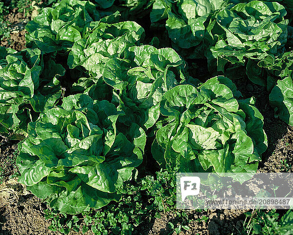 United Kingdom. England. Agriculture. Close up of Butterhead Lettuce growing.