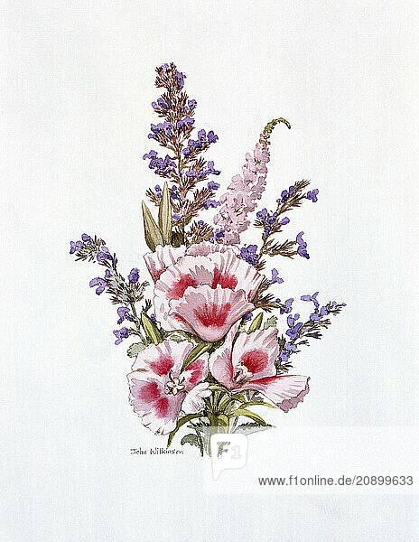 Artwork. Watercolour painting of pink Clarkia Amoena & blue flowers.
