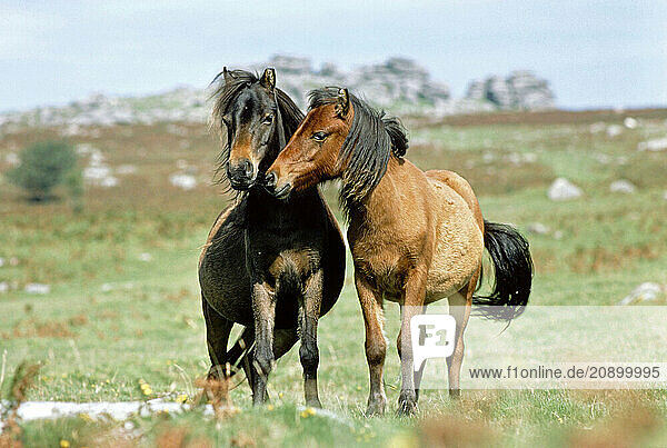 United Kingdom. England. Devon. Two Dartmoor ponies.