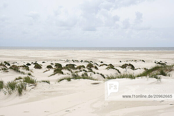 Germany  Schleswig-Holstein  Dunes at Wadden Sea National Park