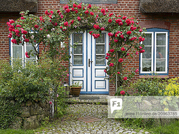 Germany  Schleswig-Holstein  Flowers blooming in front of rustic brick house