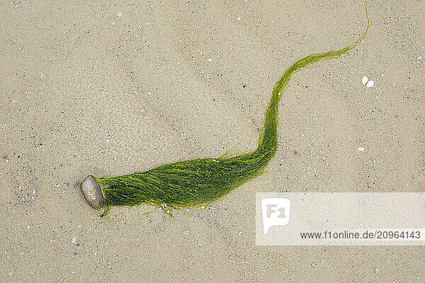 Germany  Schleswig-Holstein  Algae on beach sand