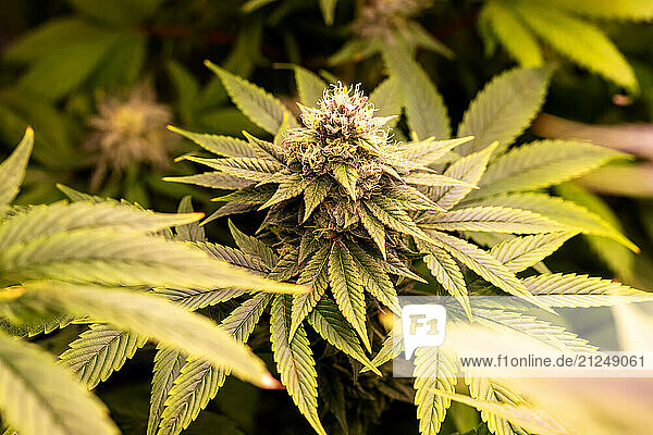 Cannabis plant in legal cultivation outdoors in Germany.