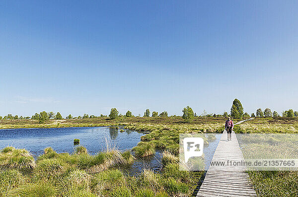 Senior man walking on boardwalk in High Fens national park  Wallonia  Belgium