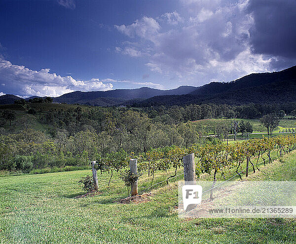Australia. New South Wales. Hunter valley. Vineyard.