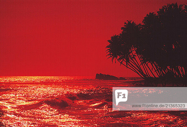 Malaysia. Palm trees on tropical beach at sunset.