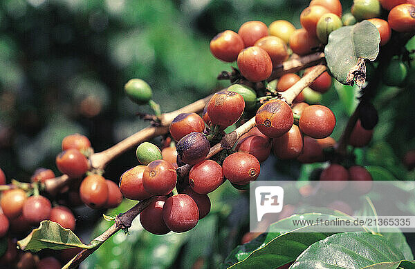 Kenya. Close up of growing coffee berries ripening.