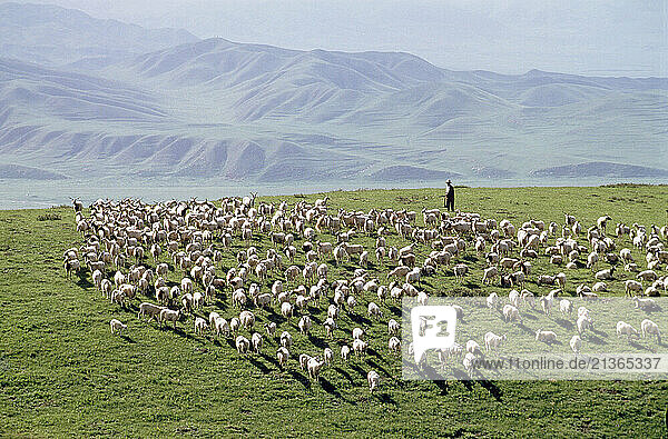 China. Shaanxi. Hill farmer with flock of goats.