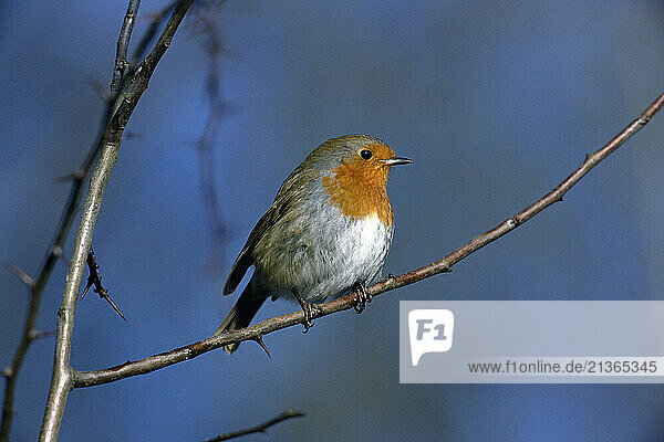 British wildlife. Bird. Robin on a tree twig.