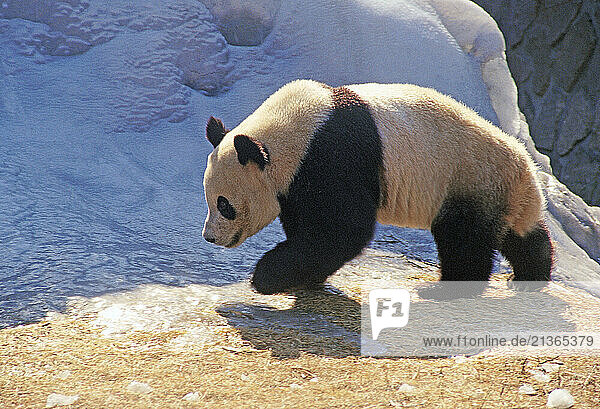 China. Shanghai zoo. Wildlife. Giant Panda (Ailuropoda melanoleuca).