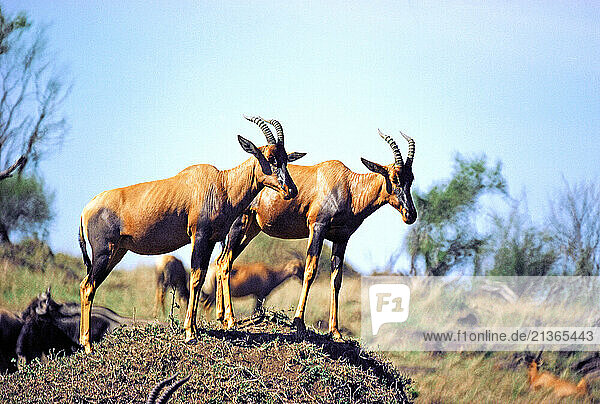 Kenya. Two Tsessebes Antelopes. (Damaliscus lunatus)