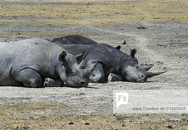 Kenya. Wildlife. Two Black Rhinoceroses sleeping.