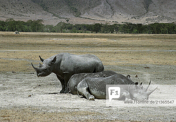 Kenya. Wildlife. Three Black Rhinoceroses.
