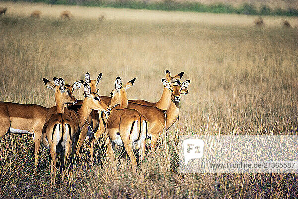 Kenya. Group of Impala Antelopes. (Aepyceros melampus).