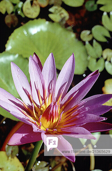 Thailand. Close up of flower of Water Lily plant.