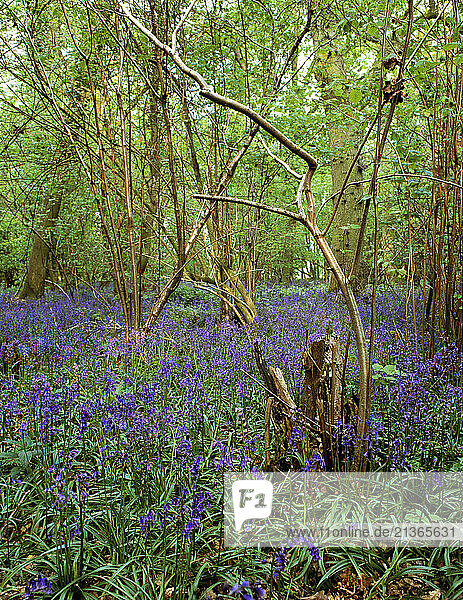 United Kingdom. England. Markham s wood. Deciduous trees. Spring. Bluebells.