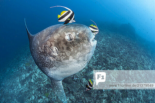 Ocean sunfish (Mola mola) being cleaned by Longfin bannerfish (Heniochus acuminatus) in Crystal Bay  Nusa Penida  Bali; Bali  Indonesia