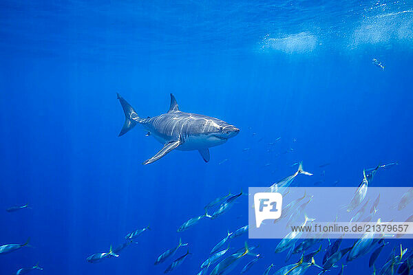 Great White Shark (Carcharodon carcharias) and a school of Scad mackerel (Decapterus macarellus) fish in the Pacific Ocean off the coast of Mexico; Guadalupe Island  Mexico