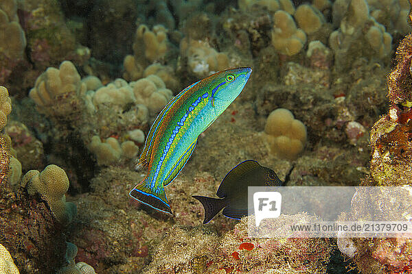 Male Smalltail wrasse (Pseudojuloides cerasinus) is also called a pencil wrasse and reaches almost 5 inches in length; Hawaii  United States of America