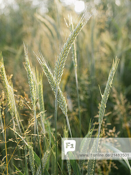 USA  Virginia  Blacksburg  Close-up of wheat in field during harvest time