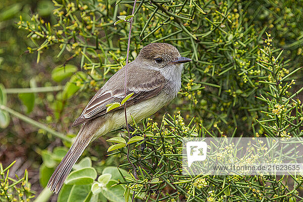 Adult Galapagos flycatcher (Large-billed flycatcher) (Myiarchus magnirostris) in the Galapagos Island Archipelago  UNESCO World Heritage Site  Ecuador  South America