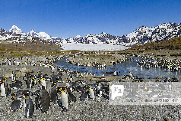 King penguin (Aptenodytes patagonicus) breeding and nesting colony on South Georgia Island  Southern Ocean  Polar Regions