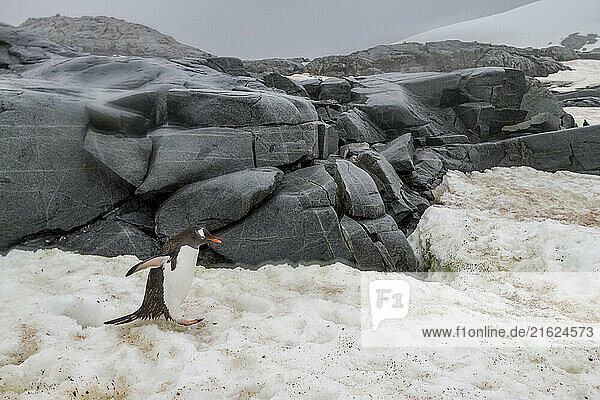 Gentoo penguin (Pygoscelis papua) breeding colony at Petermann Island  Antarctica  Southern Ocean  Polar Regions