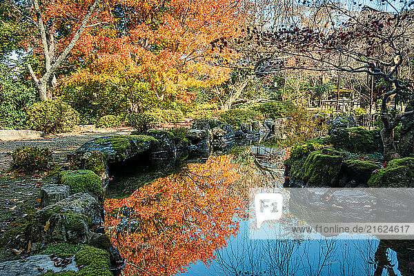 Japanese garden pond with vibrant autumn leaves  Yoshino  Nara  Honshu  Japan  Asia